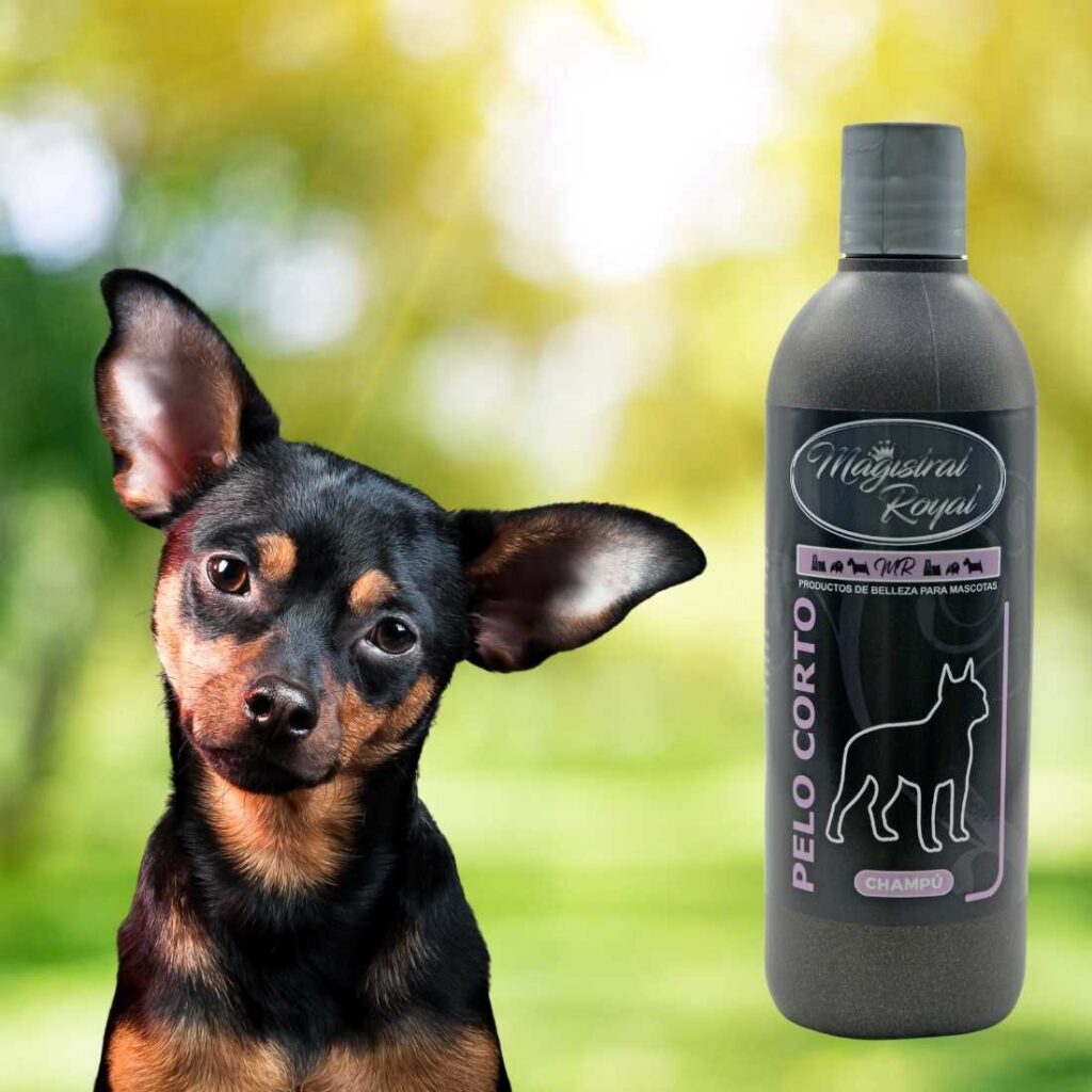 English Toy Terrier