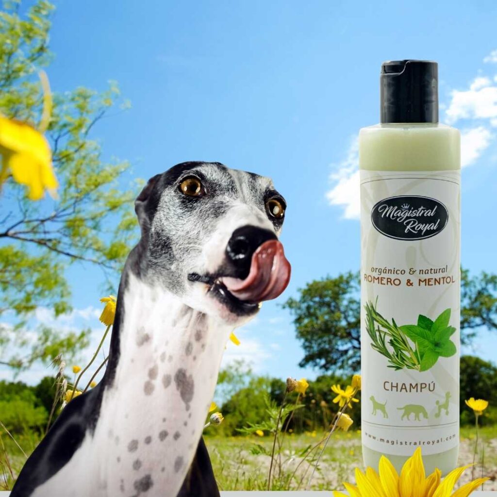 Magistral Royal cosmética está formulada con principios activos vegetales. Textura del champú jabonosa, agradable, elimina suciedad y aporta brillo y suavidad.