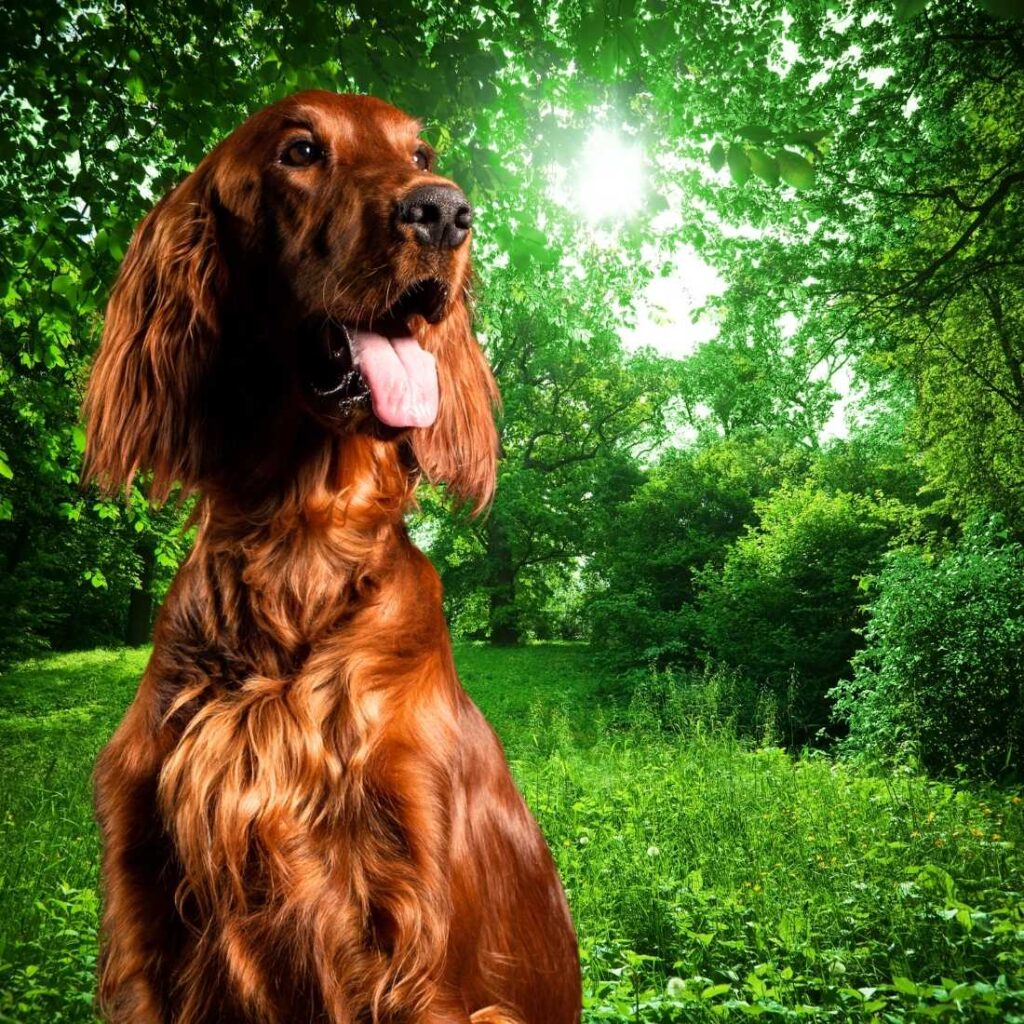 Champú para perros de esta raza y similares. conoce los mejores productos de higiene para tu mascota