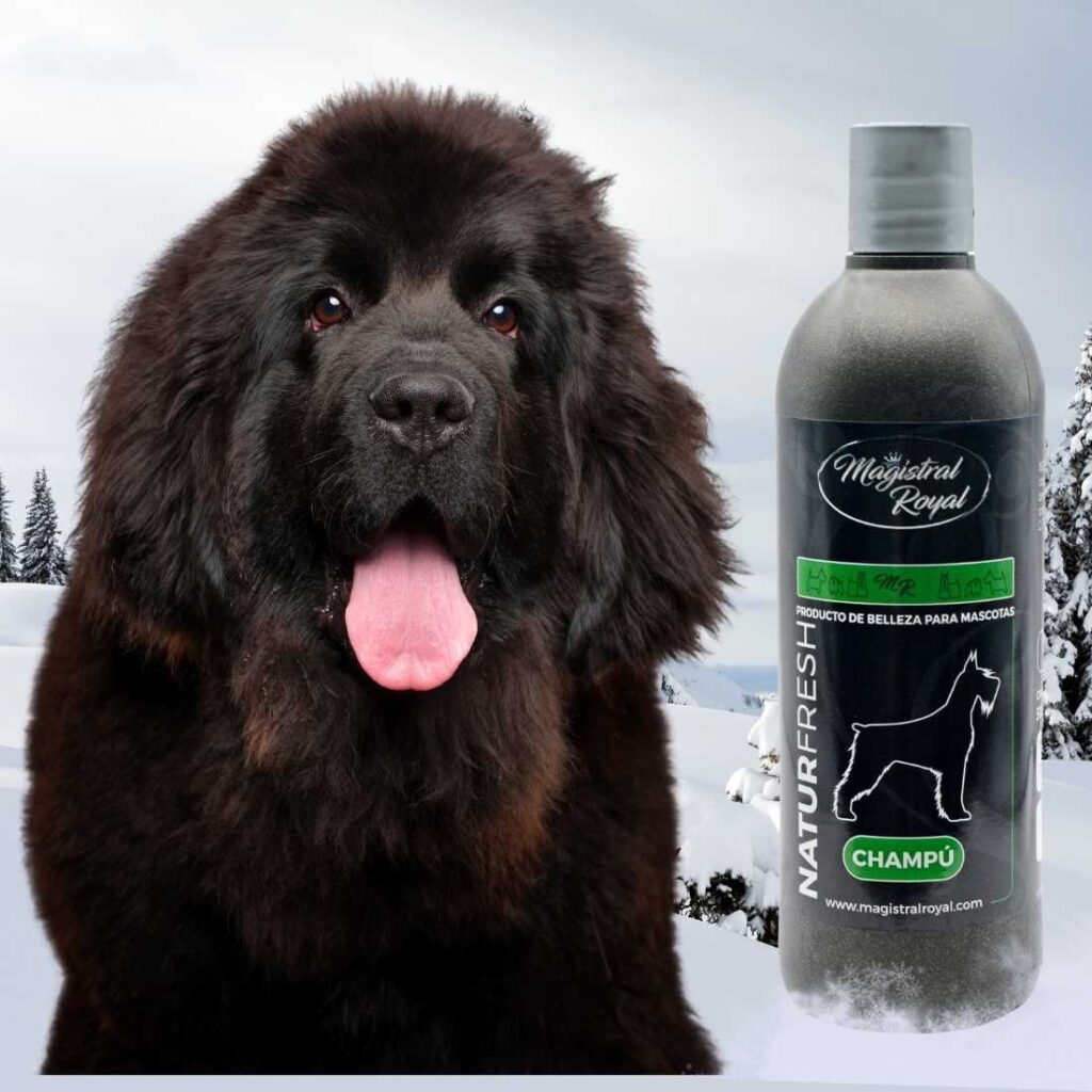 Champú para perros de esta raza y similares. conoce los mejores productos de higiene para tu mascota