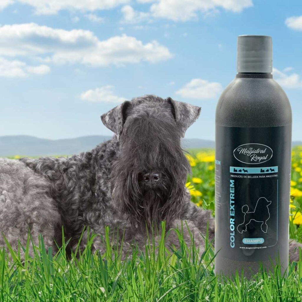 Magistral Royal cosmética está formulada con principios activos vegetales. Textura del champú jabonosa, agradable, elimina suciedad y aporta brillo y suavidad.