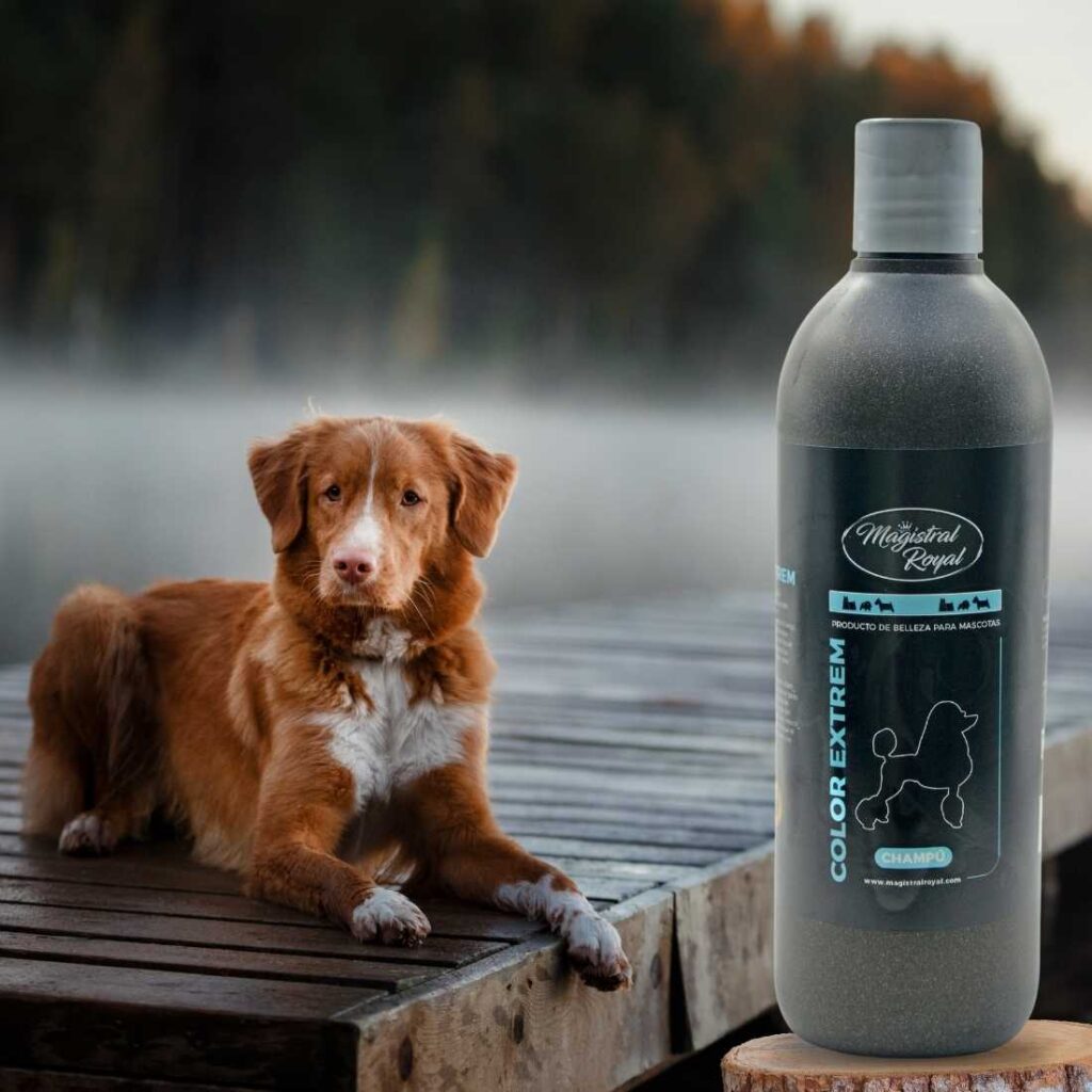 Champú para perros de esta raza y similares. conoce los mejores productos de higiene para tu mascota