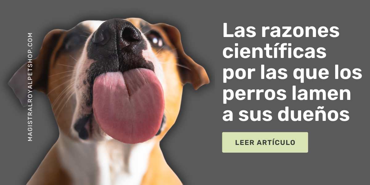 Descubre porqué lamen los perros a sus dueños