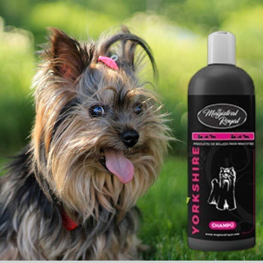 Champú para perros de esta raza y similares. conoce los mejores productos de higiene para tu mascota